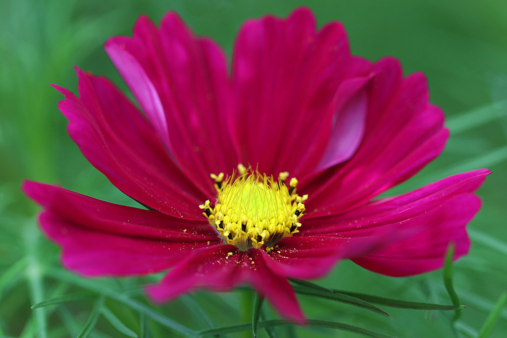 Cosmos