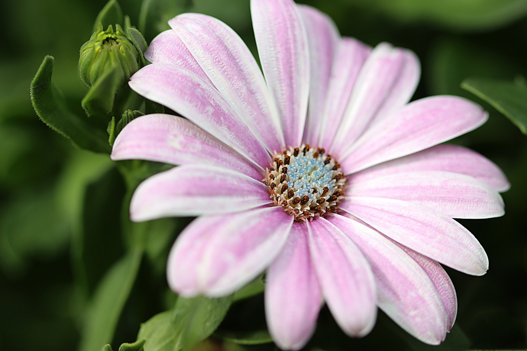 African Daisy ~ White