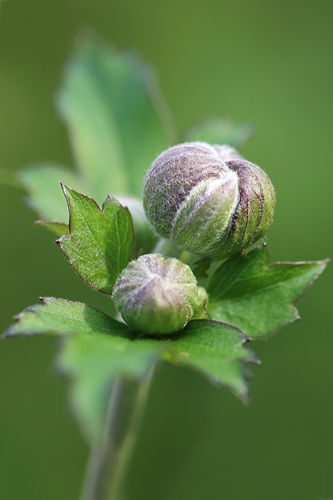 Anemone Buds