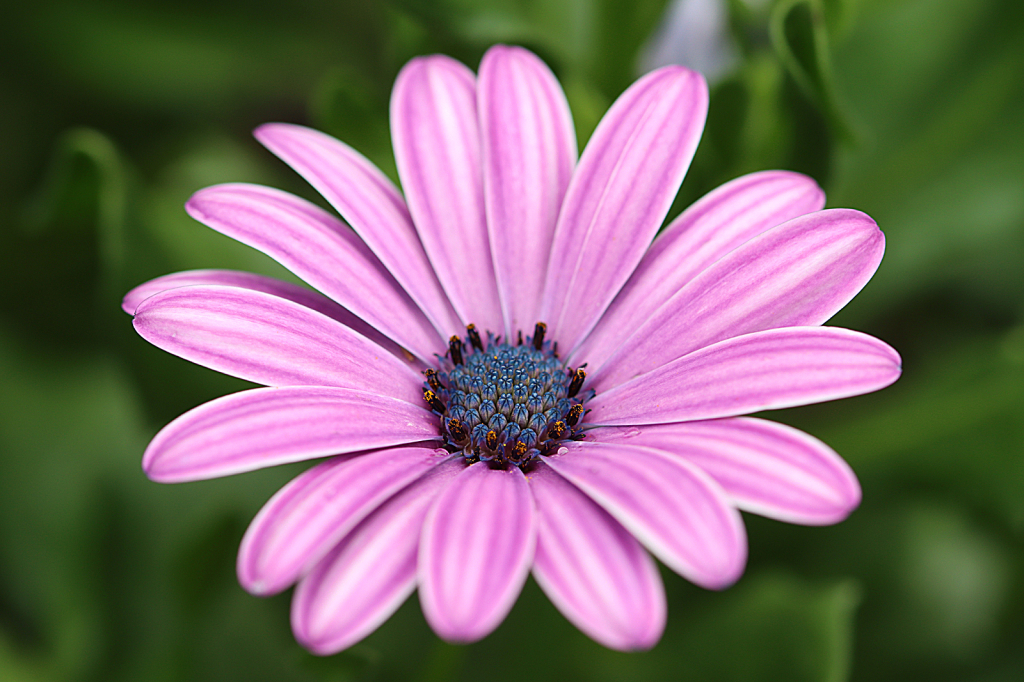 African Daisy 2
