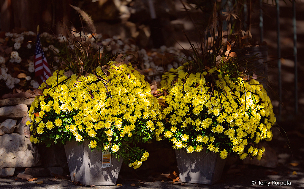 Yellow Flowers
