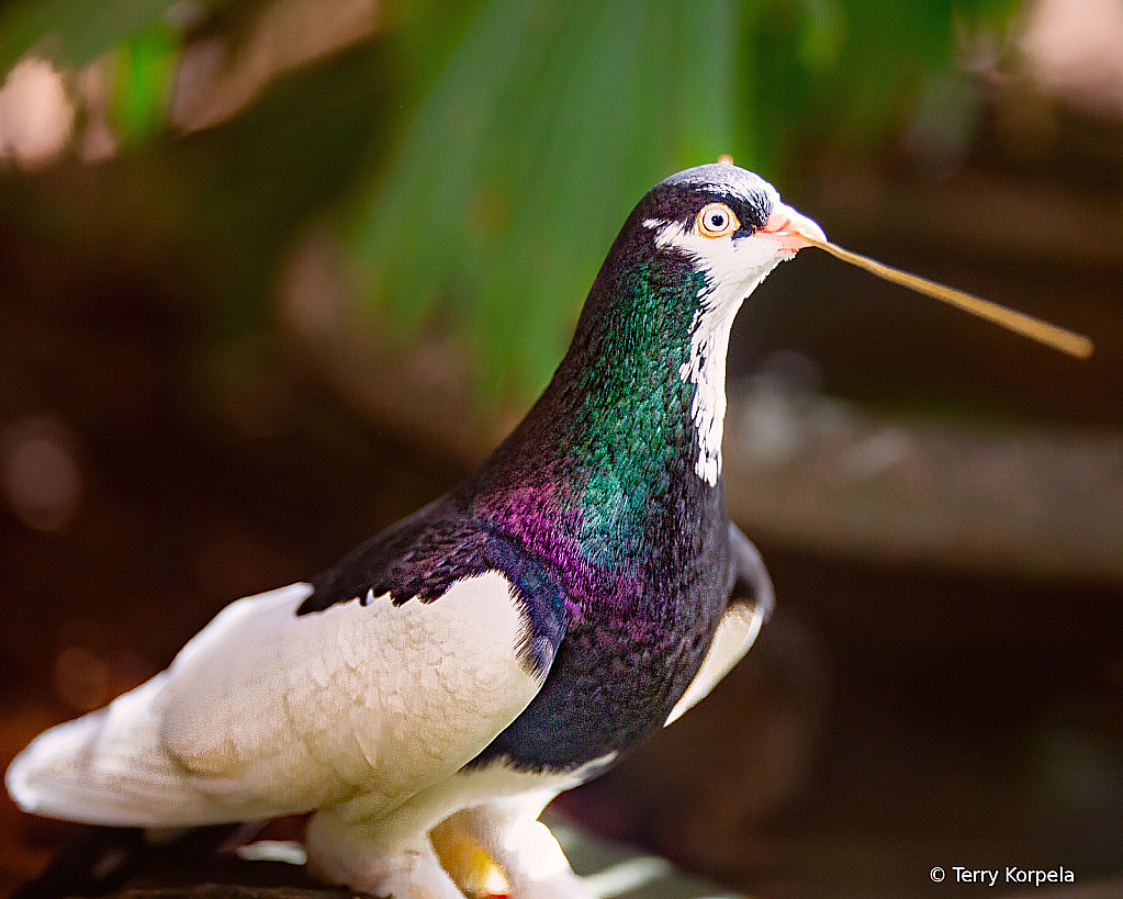 Show Pigeon