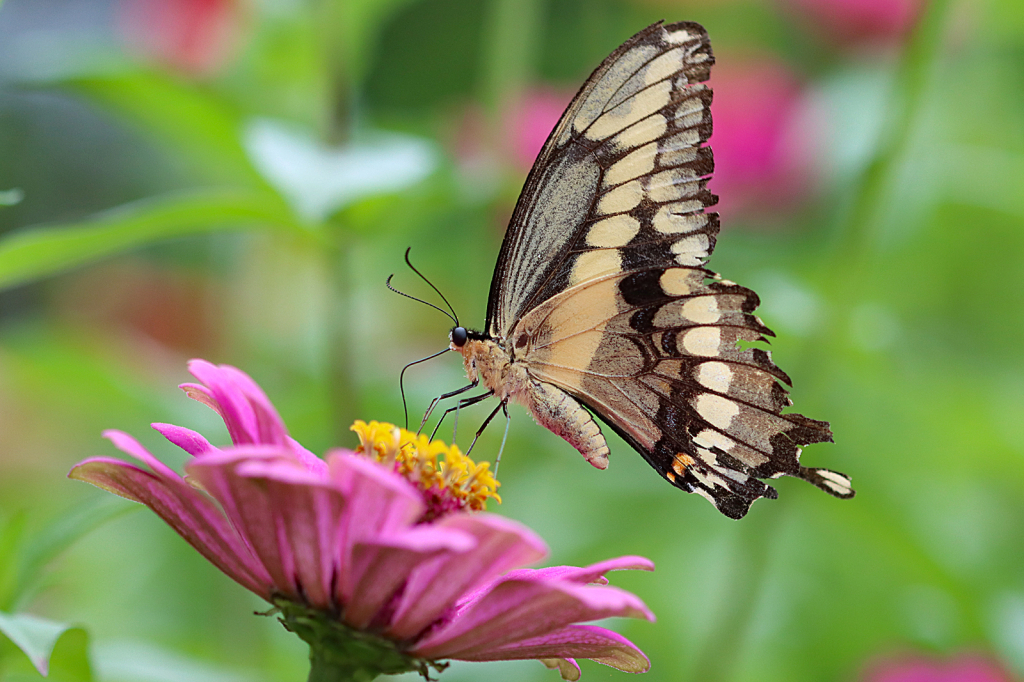 Eastern Swallowtail