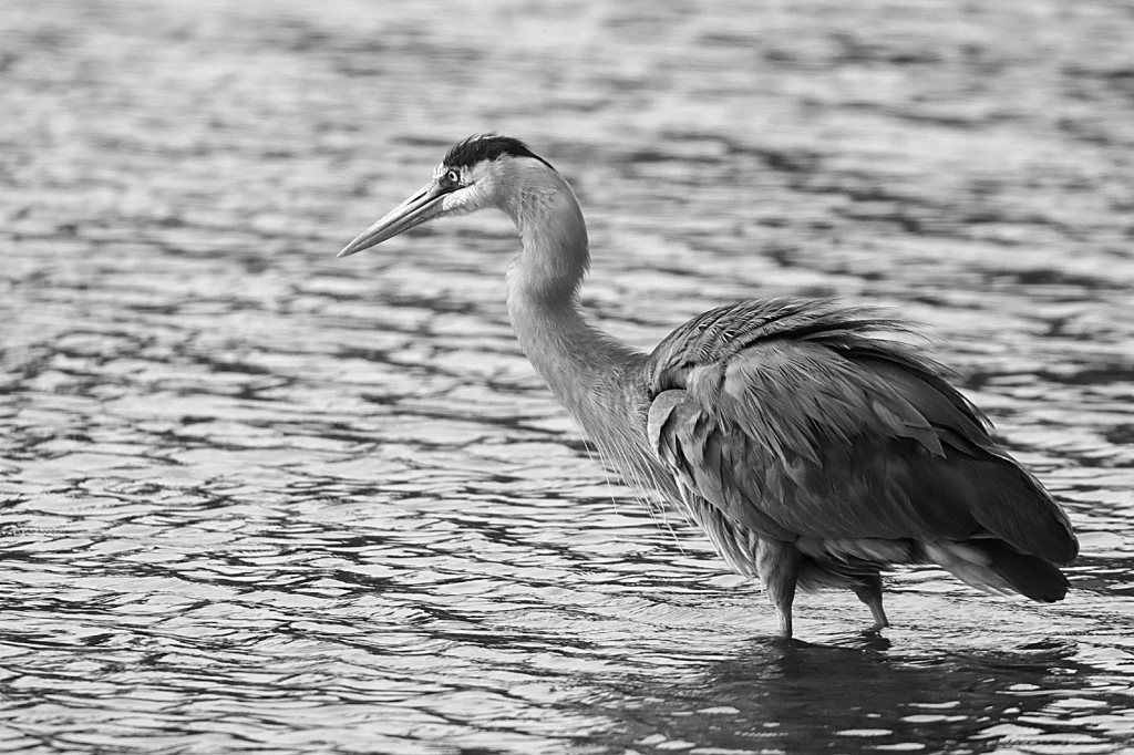 Heron in B&W