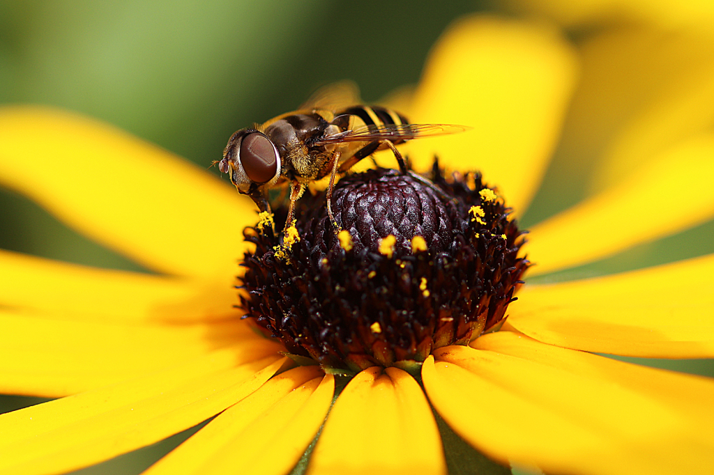 Tiny Bee