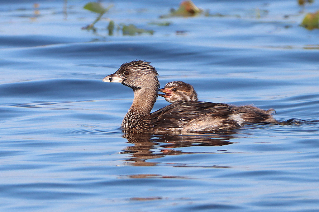 Pied-billed Grebe with Chick
