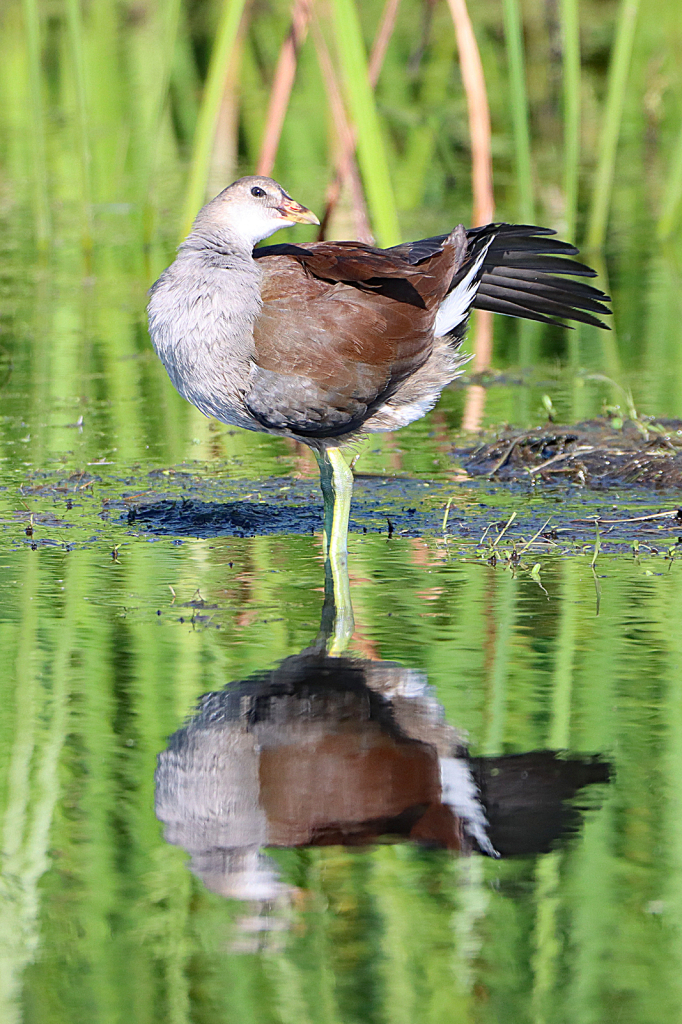 Juvenile Common Gallinule