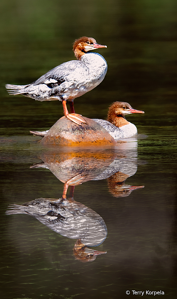 Common Mergansers