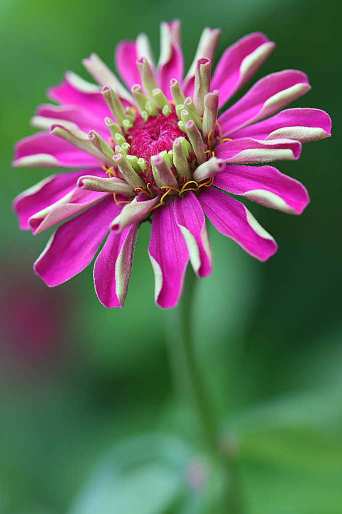 Zinnia Curls