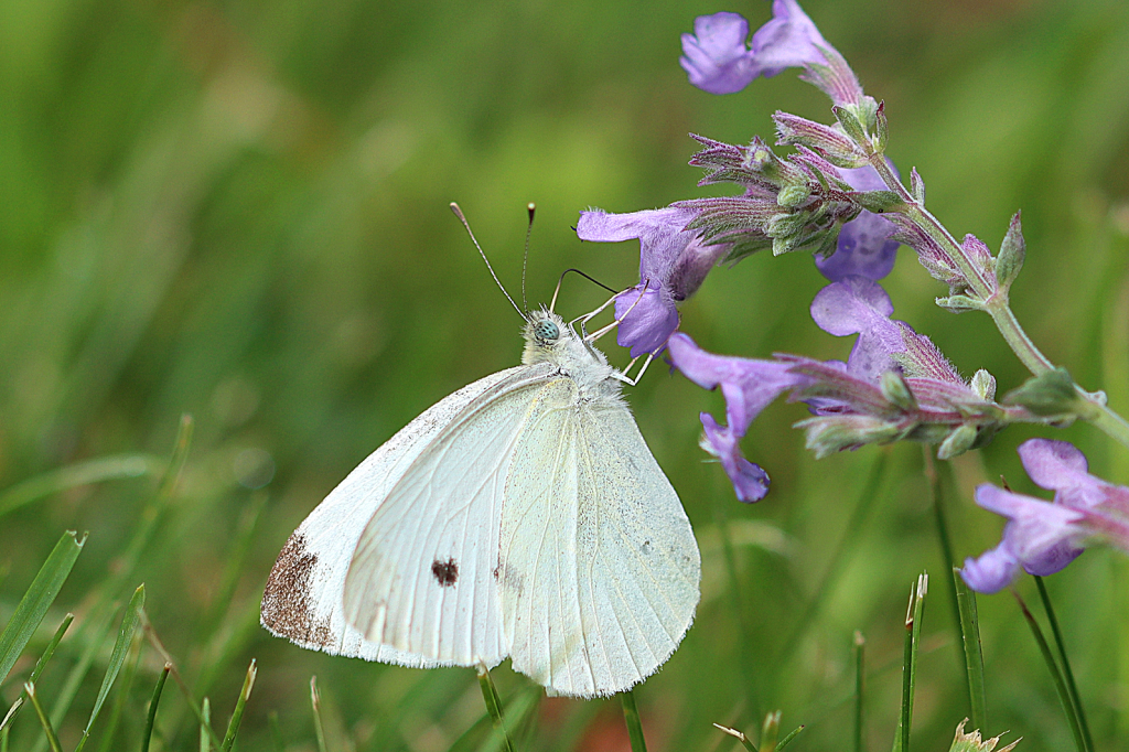 Cabbage White Butterfly