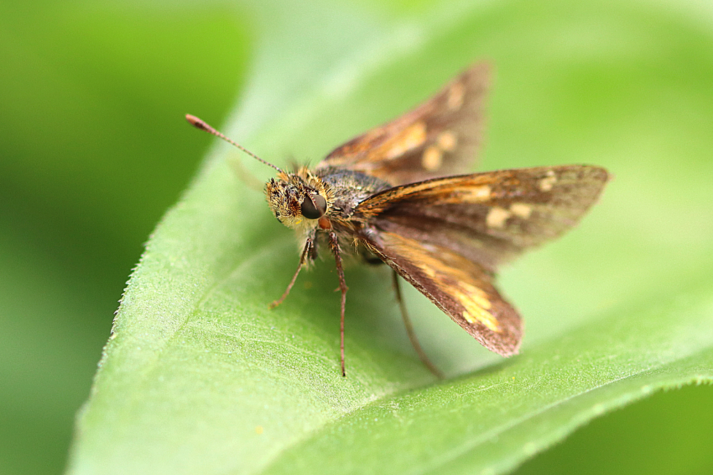 Tiny Flyer