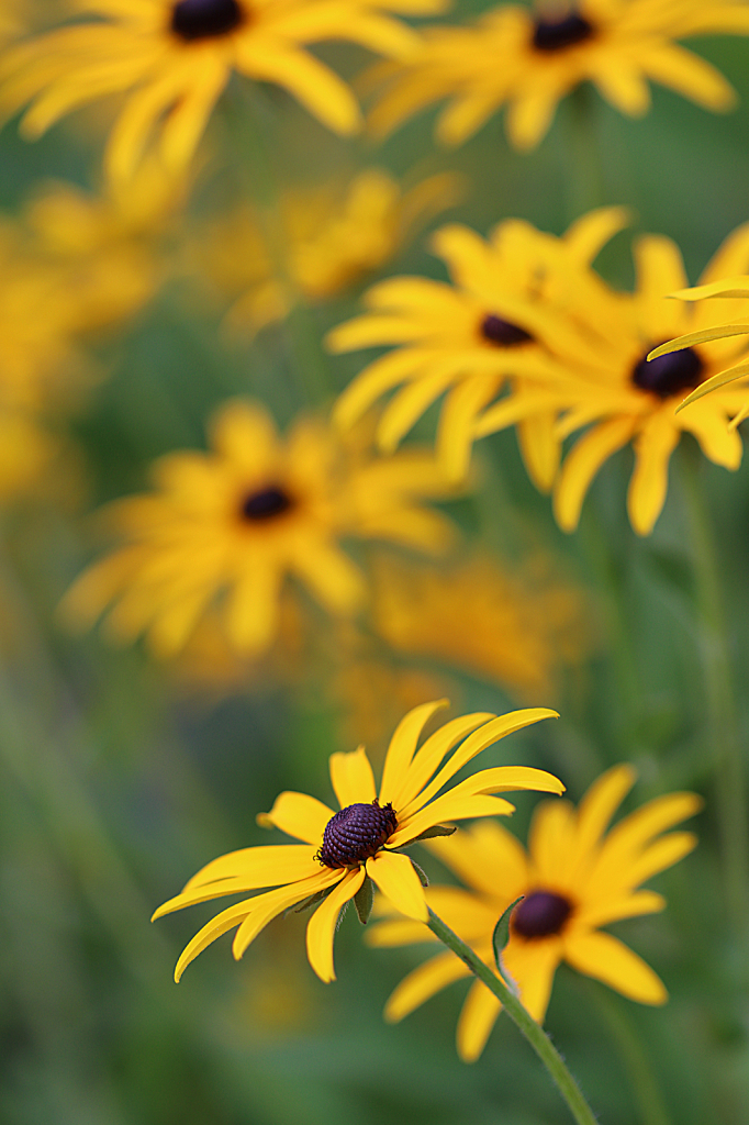 Black-Eyed Susans