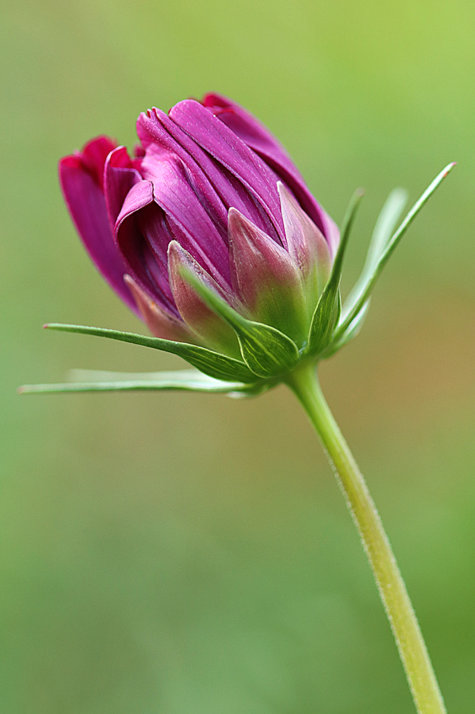 Cosmos Bud