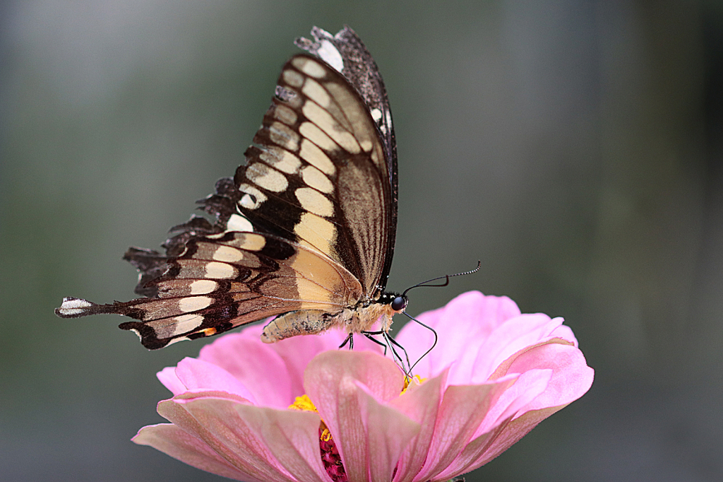 Swallowtail