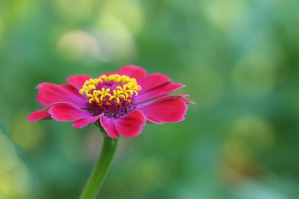Red Zinnia