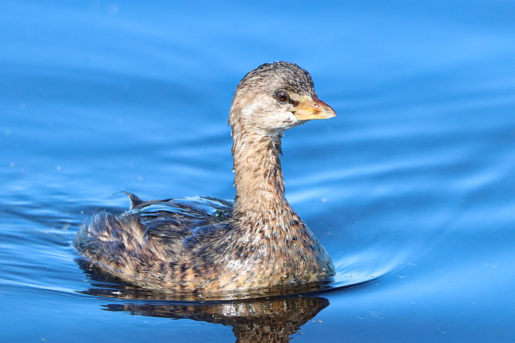 Pied-billed Grebe