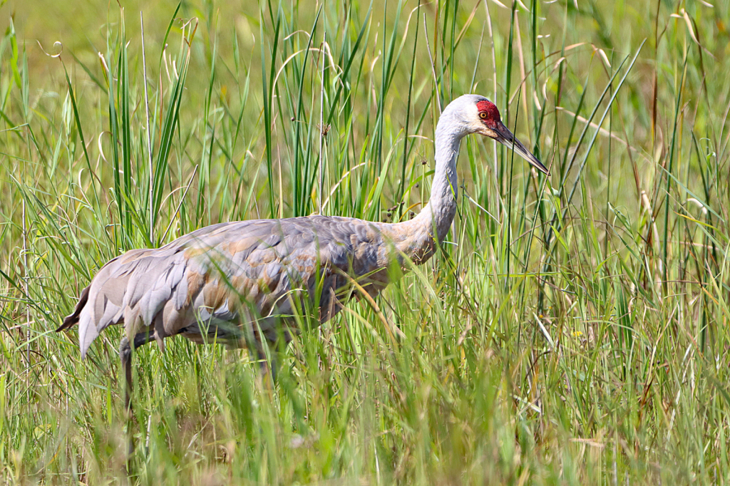 Sandhill Crane