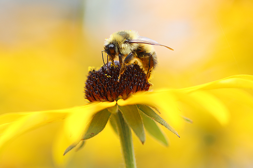 Rudbeckia Bee