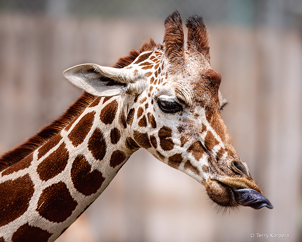 Goofy Giraffe