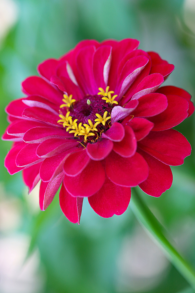 Red Zinnia 2