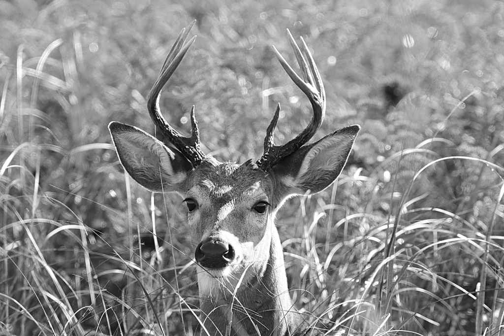 8 Point Buck
