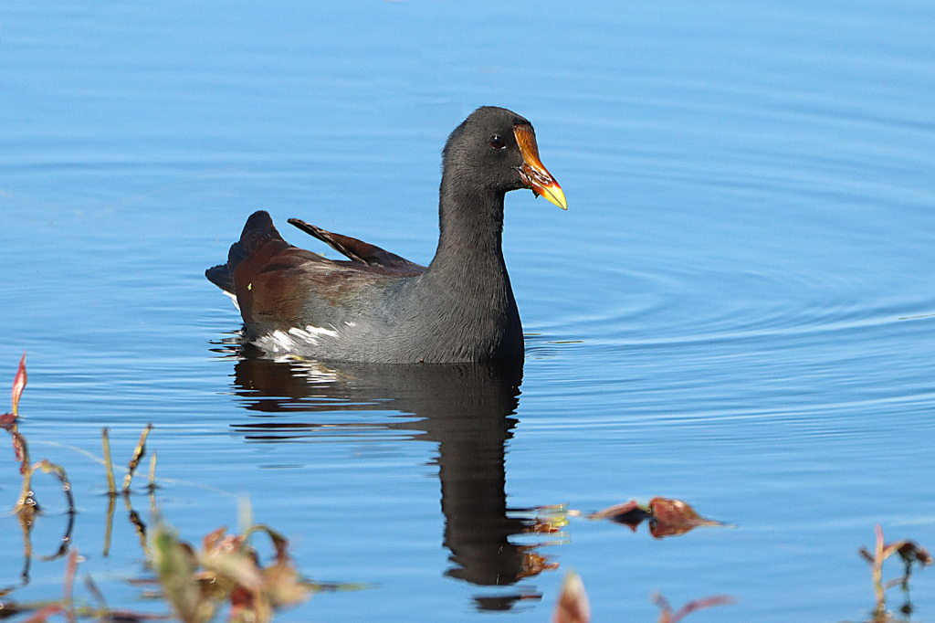 Common Gallinule