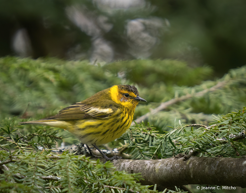 Cape May warbler 1