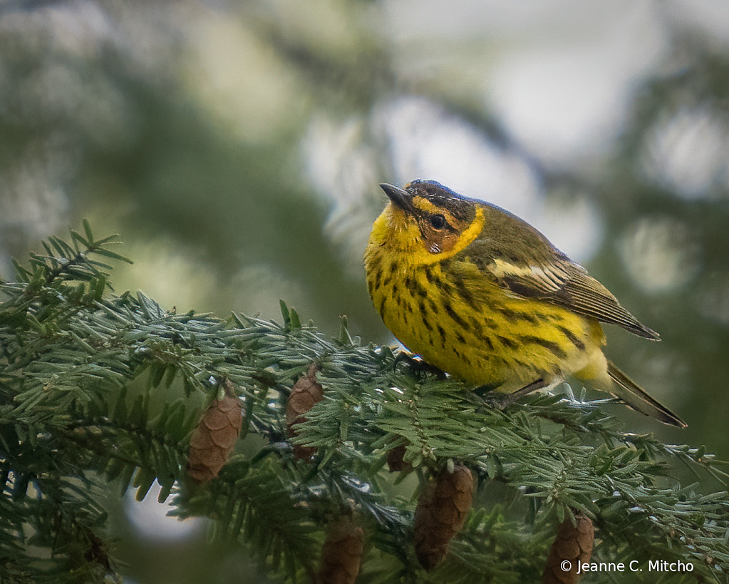 Cape May warbler 2