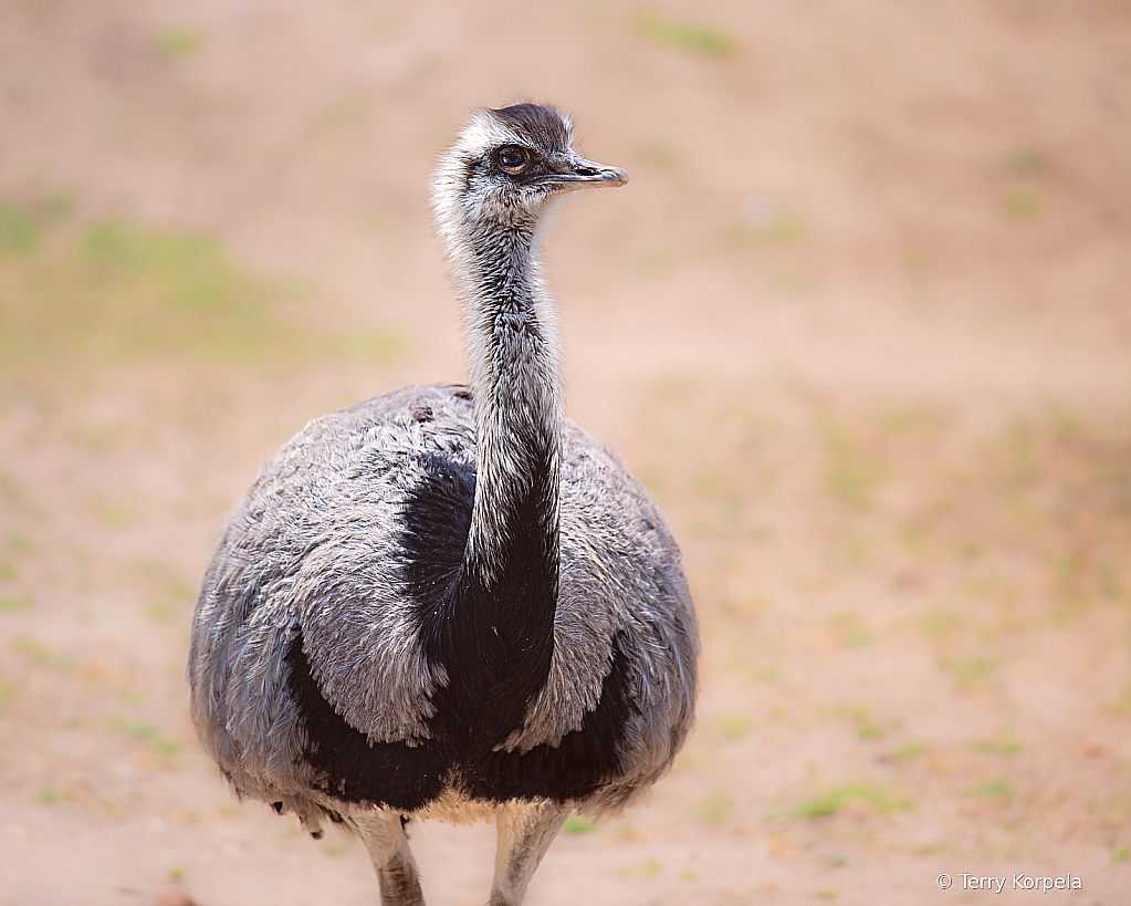 Greater Rhea