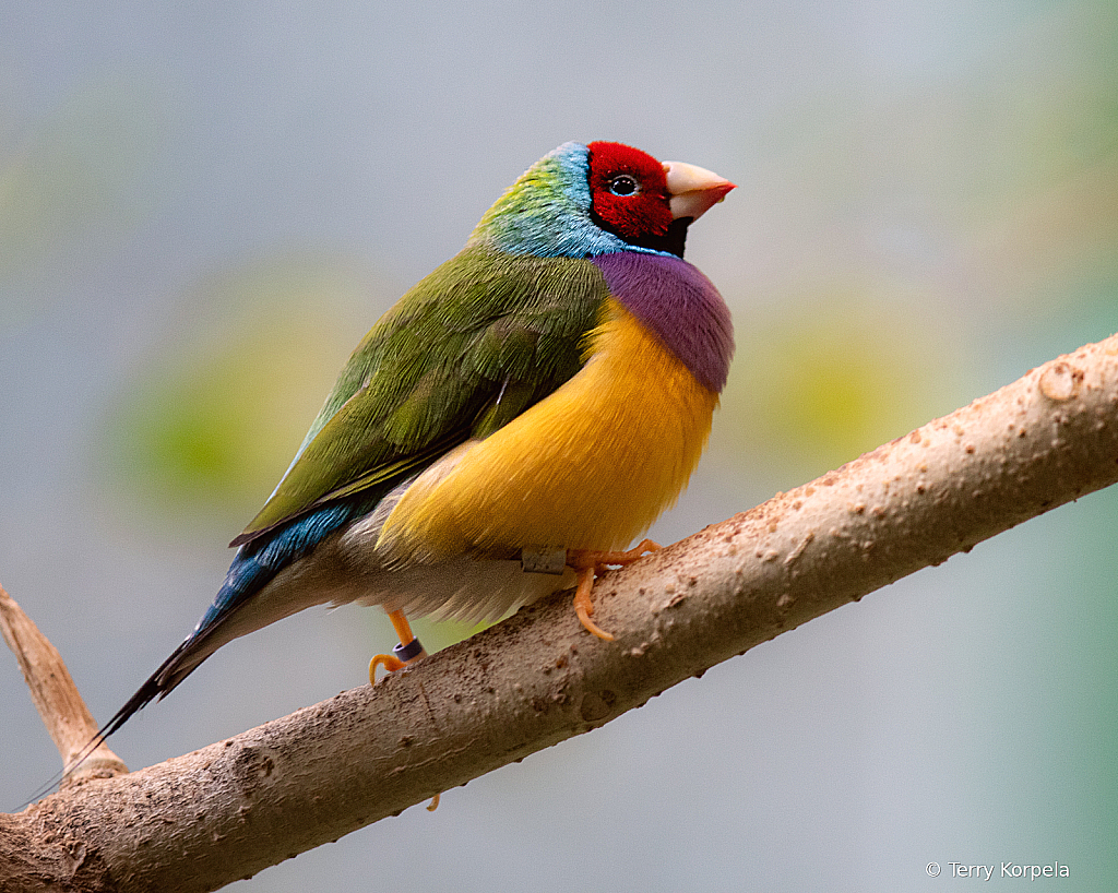 Gouldian Finch