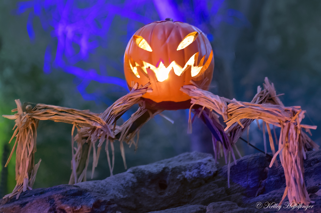 jack-o'-lantern spider