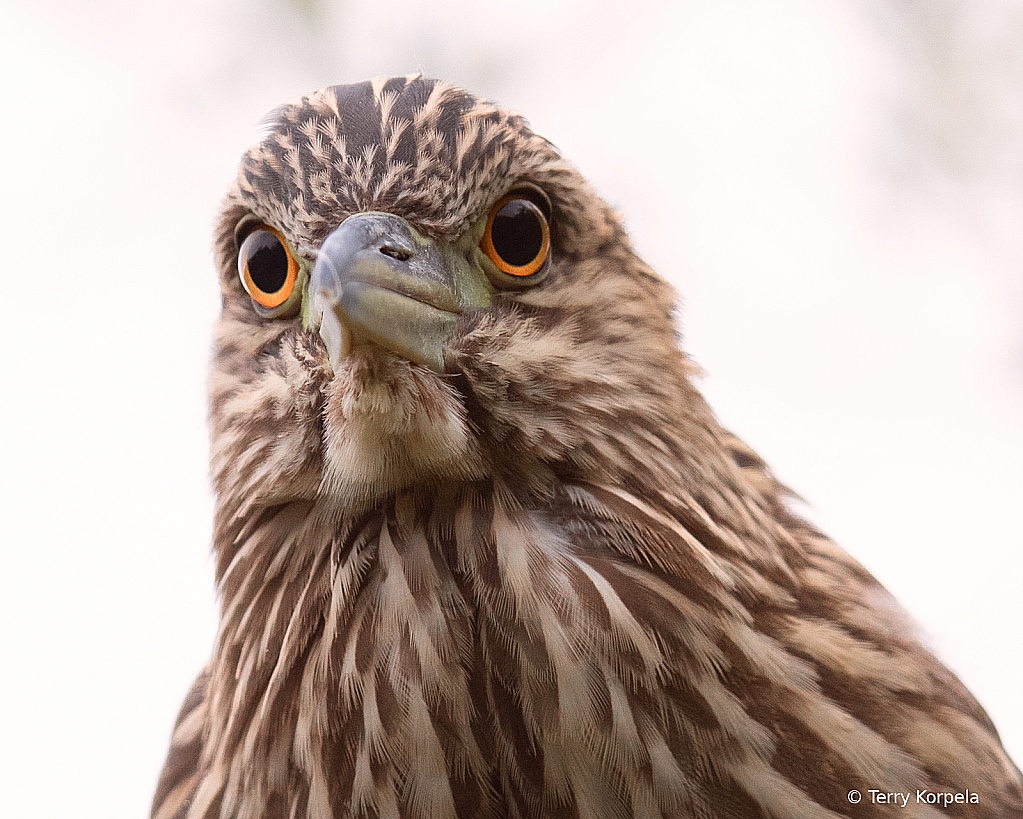 Black-crowned Night-heron (Juvenile)