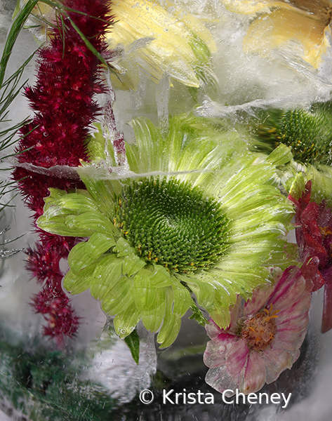 Green coneflower in ice