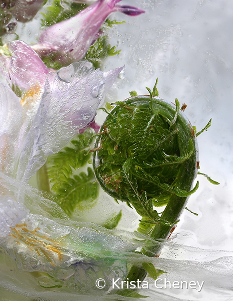 Fiddlehead in ice