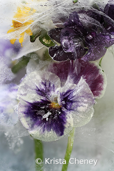 Purple and white viola in ice