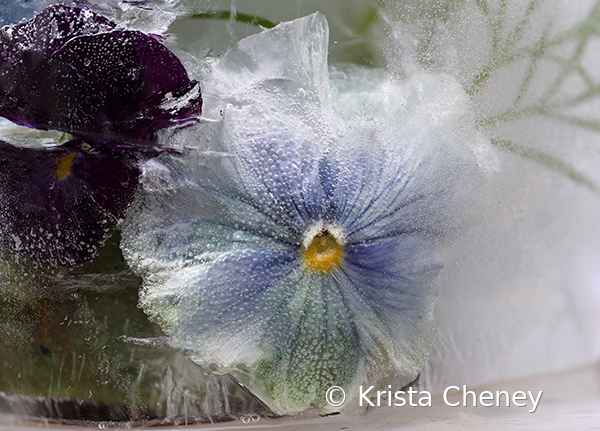 Pansy in ice V