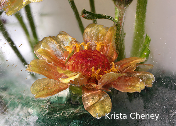 Orange zinnia in ice II