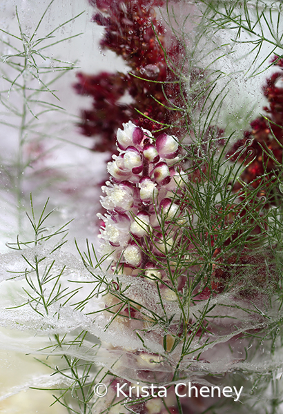 Bugbane in ice