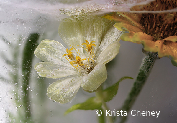 White zinnia in ice