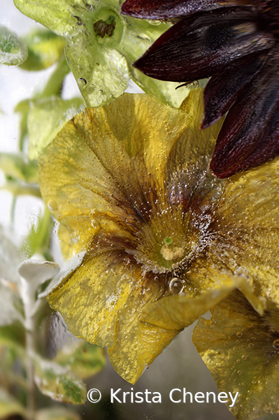 Yellow supertunia in ice I