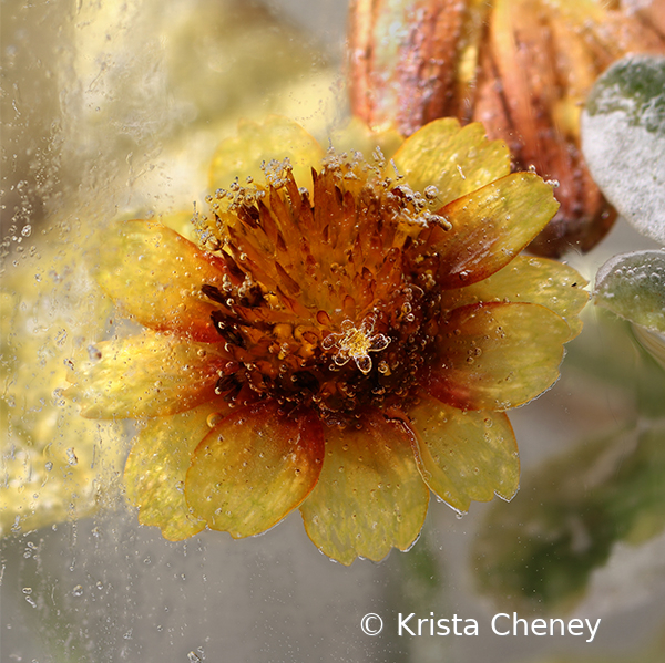 Blanket flower in ice III