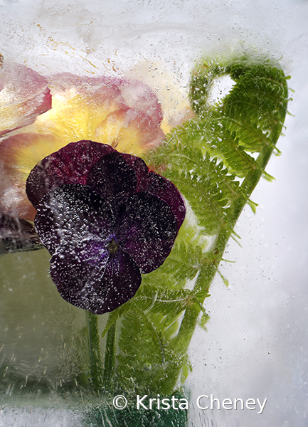 Black viola and fiddlehead in ice