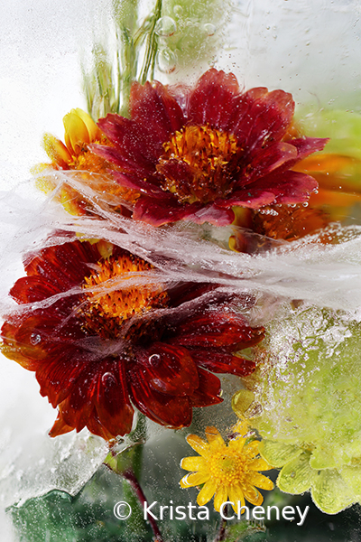 Red blanket flowers in ice