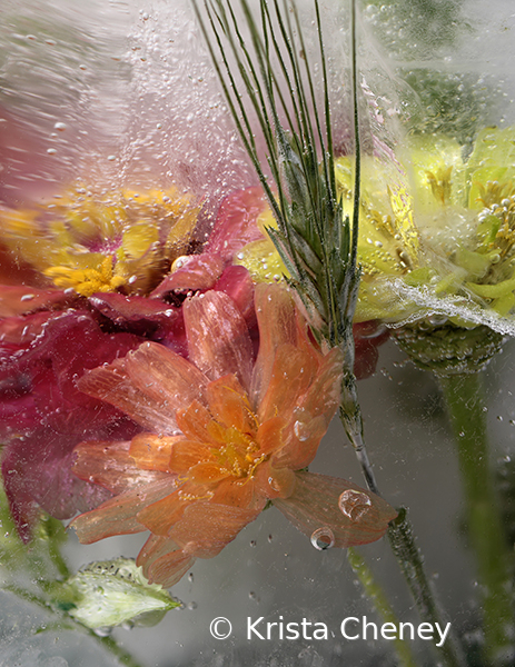 Orange zinnia and wheat in ice