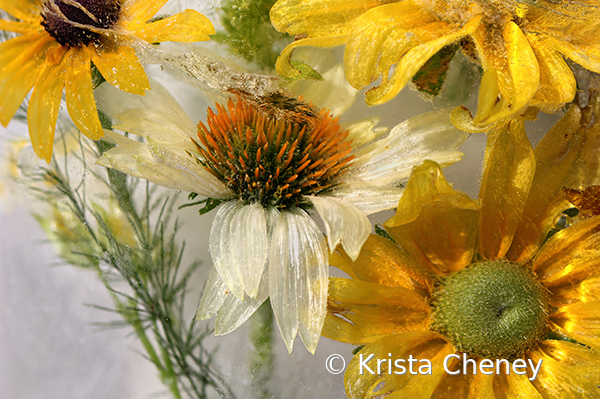 White coneflower in ice