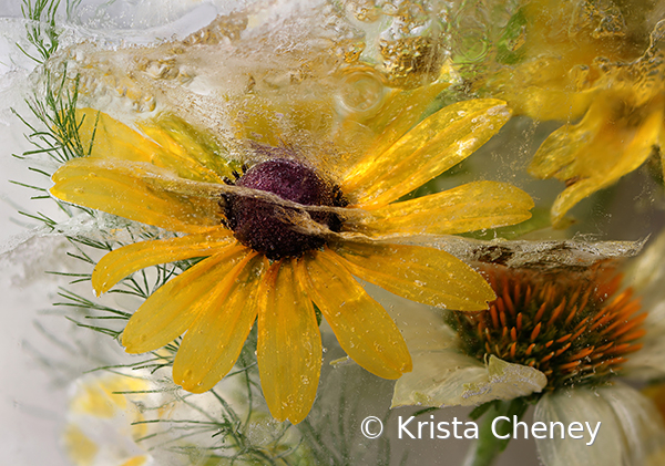 Black eyed Susan in ice II