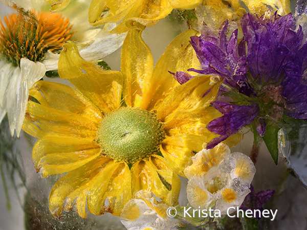 Rudbeckia in ice II