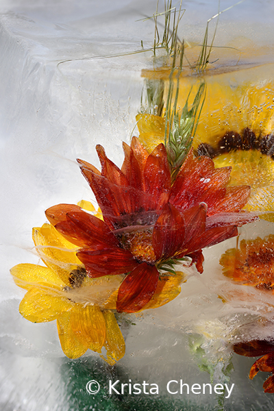 Red blanket flower and wheat in ice