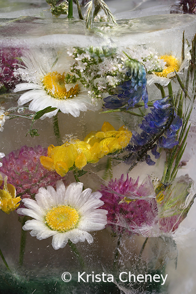 Meadow flowers in ice II