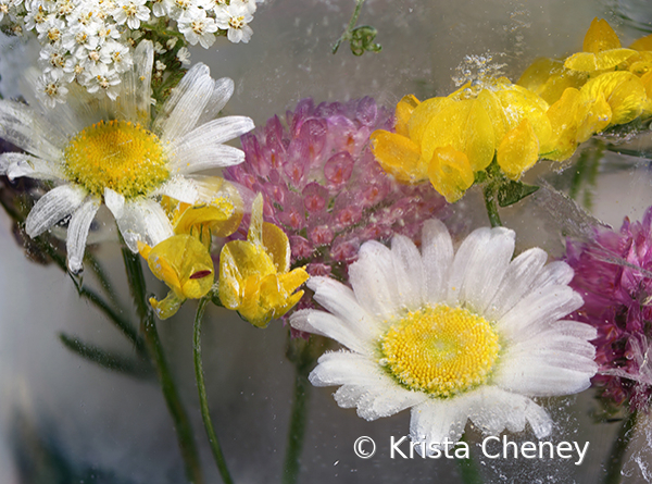 Meadow flowers in ice IV